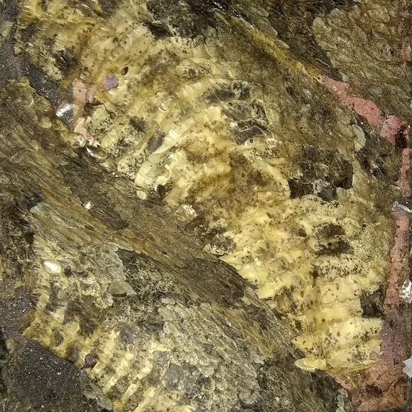 Snake skin Box - Picture 4 of 4